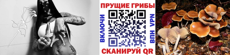 как найти   MEGA маркетплейс  Псилоцибиновые грибы Psilocybe  Ефремов 